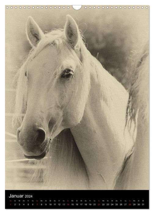 Dream horses 2024 (CALVENDO wall calendar 2024) 