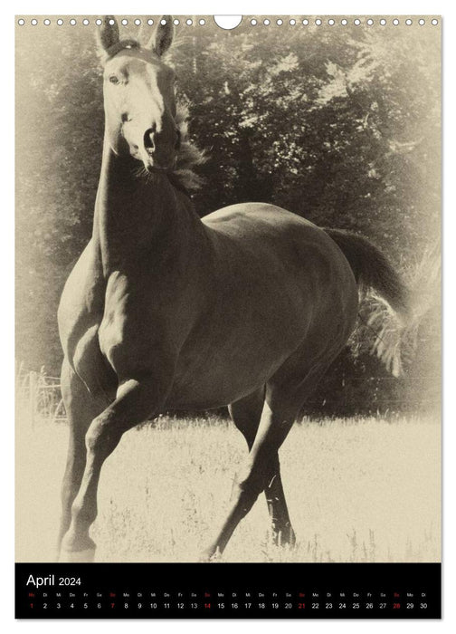 Dream horses 2024 (CALVENDO wall calendar 2024) 