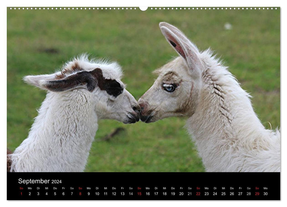 Lama-Kalender 2024 (CALVENDO Premium Wandkalender 2024)