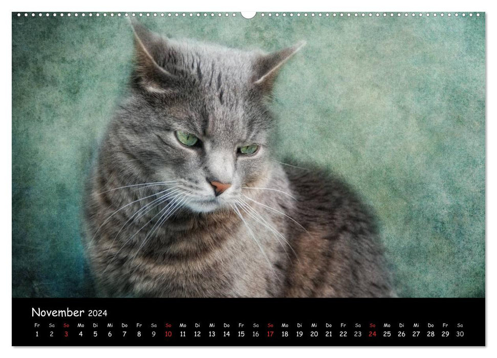 Feline (CALVENDO Premium Wall Calendar 2024) 