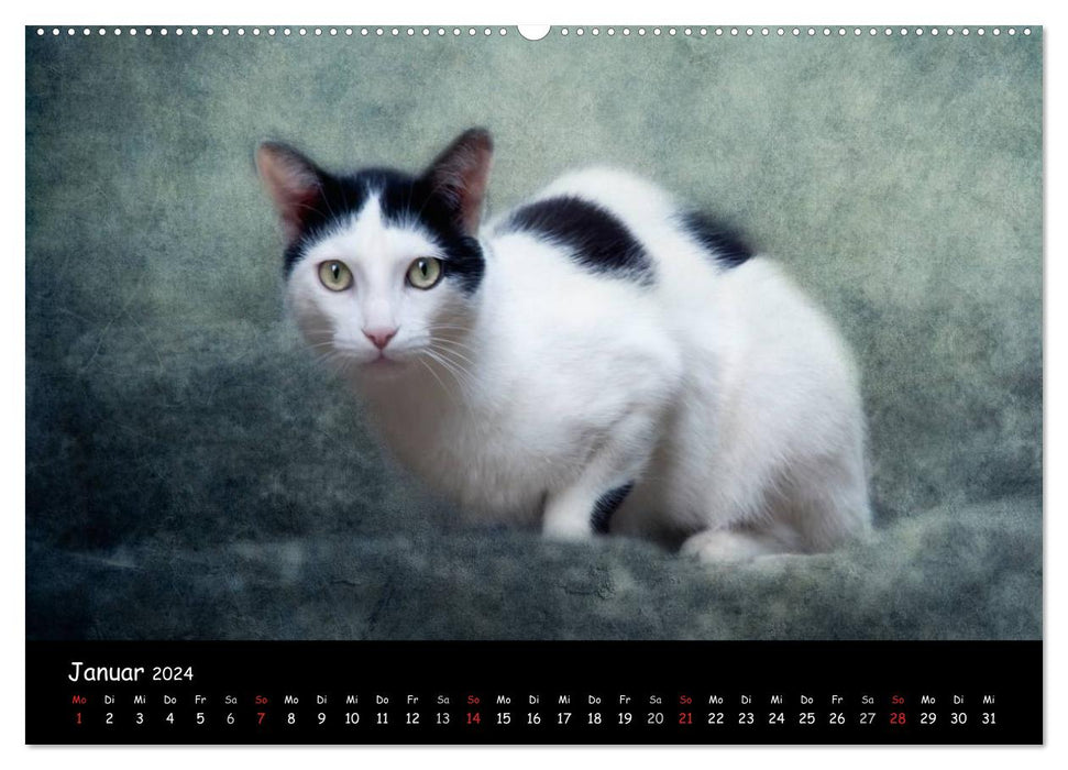 Feline (CALVENDO Premium Wandkalender 2024)