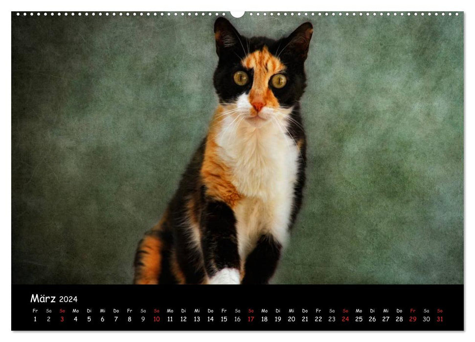 Feline (CALVENDO Premium Wandkalender 2024)