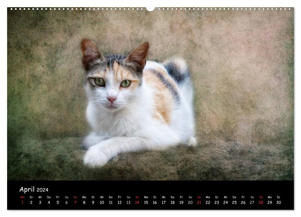 Feline (CALVENDO Premium Wall Calendar 2024) 