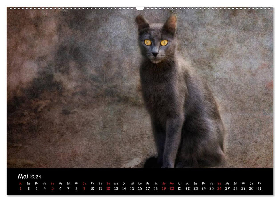 Feline (CALVENDO Premium Wandkalender 2024)