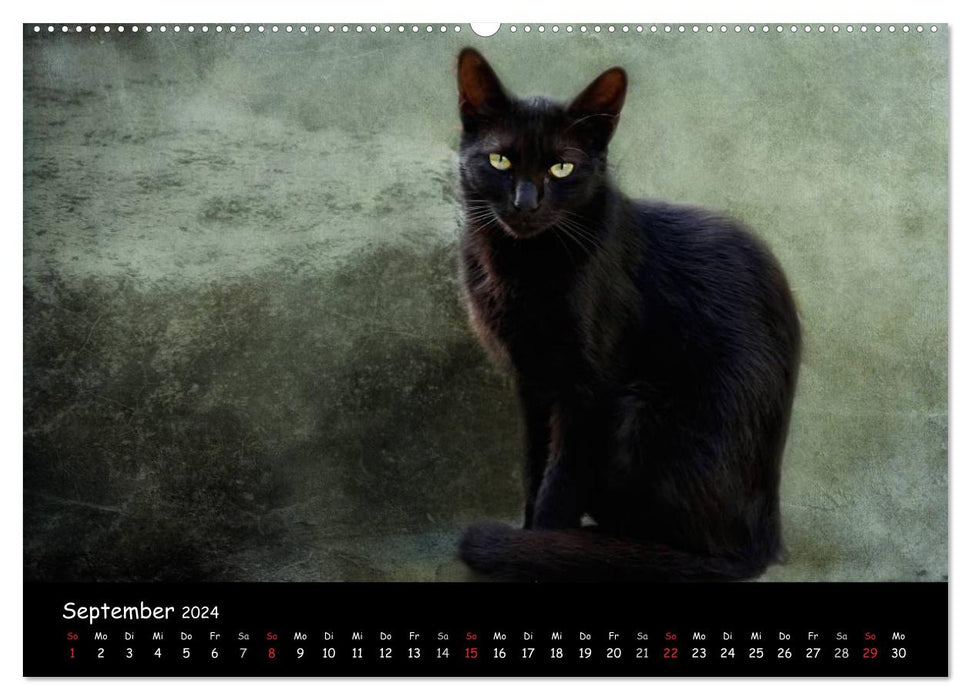 Feline (CALVENDO Premium Wall Calendar 2024) 