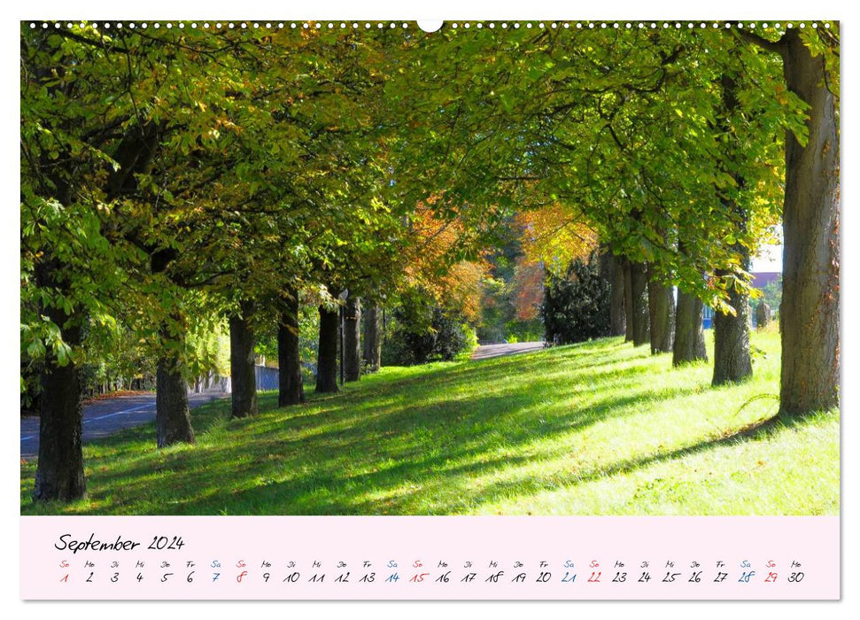 Forest and Tree 2024 (CALVENDO Wall Calendar 2024) 