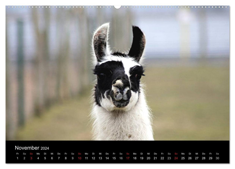 Lama-Kalender 2024 (CALVENDO Wandkalender 2024)