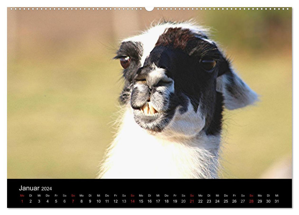 Llama calendar 2024 (CALVENDO wall calendar 2024) 