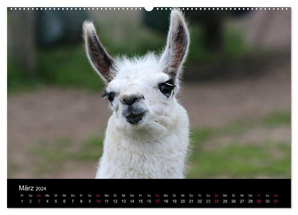 Lama-Kalender 2024 (CALVENDO Wandkalender 2024)