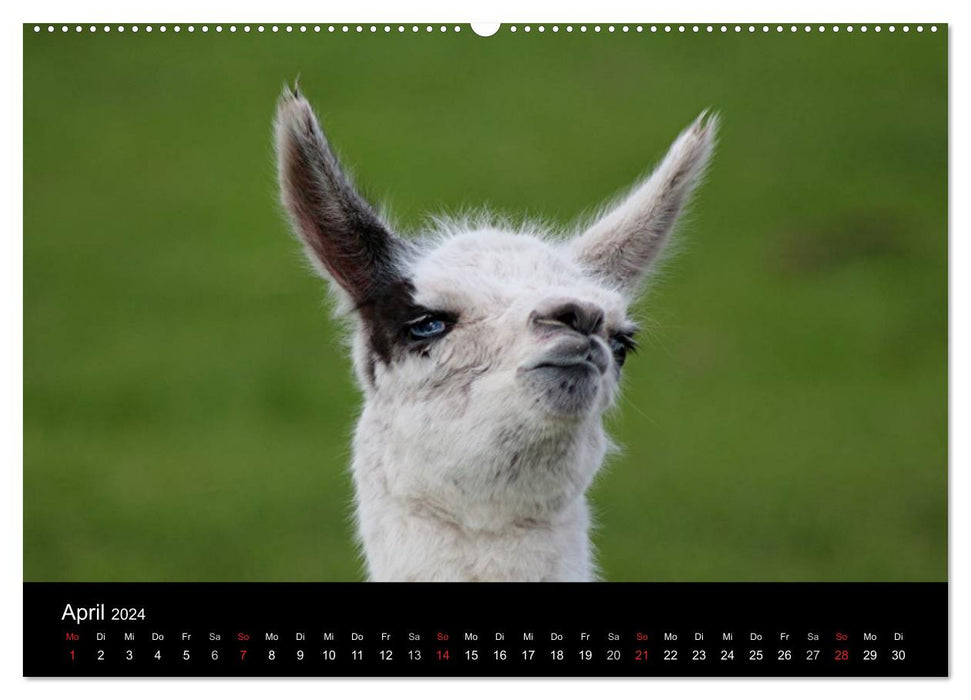 Lama-Kalender 2024 (CALVENDO Wandkalender 2024)