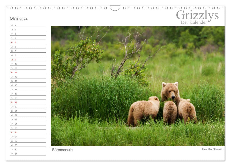 Grizzlies - Le calendrier version CH (Calendrier mural CALVENDO 2024)