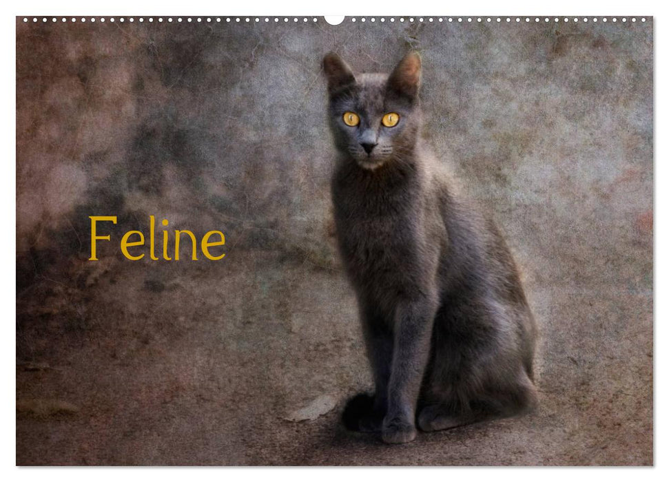 Féline (Calendrier mural CALVENDO 2024) 