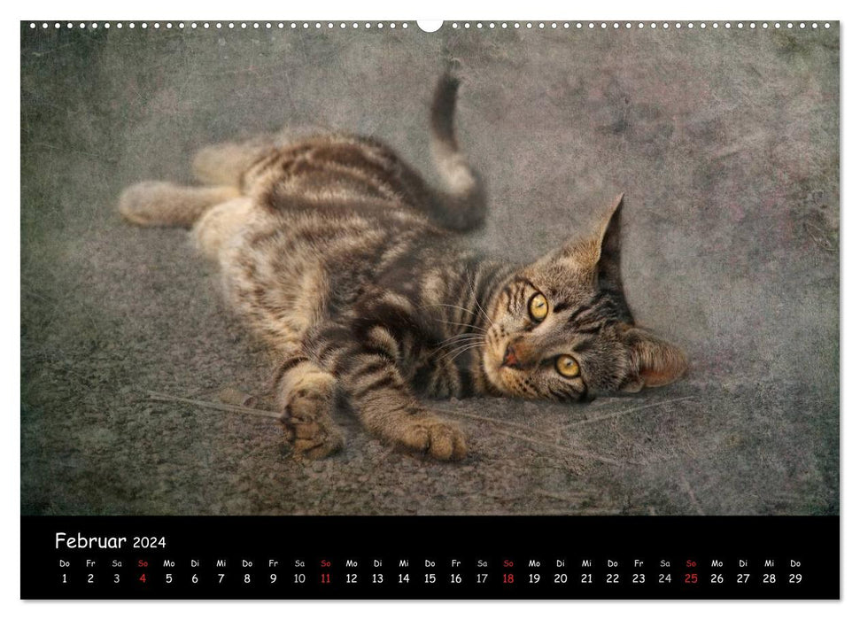 Feline (CALVENDO Wandkalender 2024)