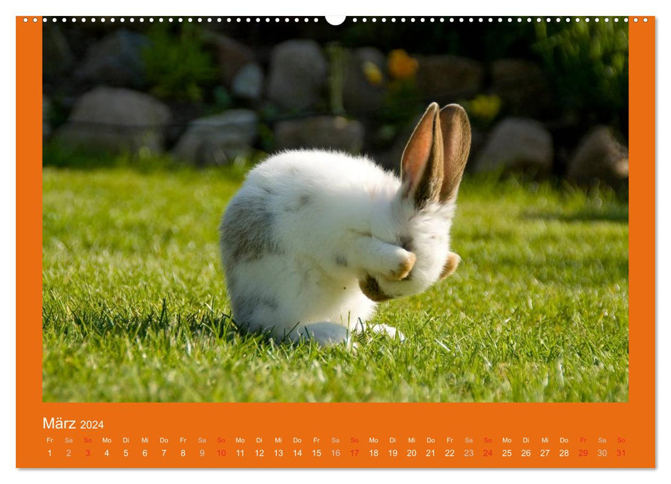 Tierkinder (CALVENDO Premium Wandkalender 2024)