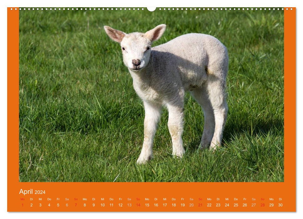 Tierkinder (CALVENDO Premium Wandkalender 2024)