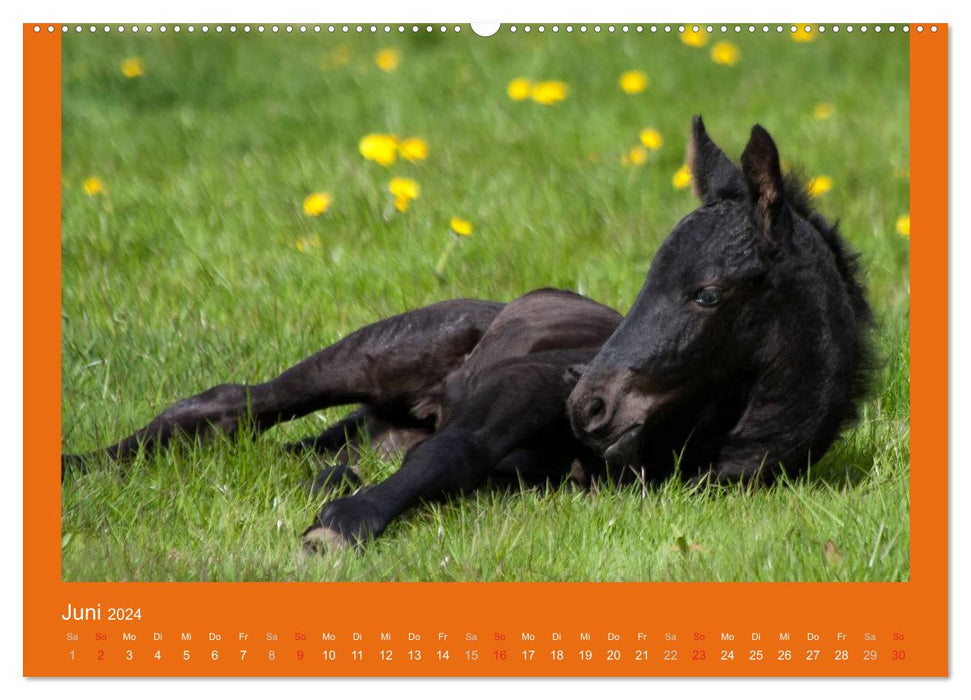 Tierkinder (CALVENDO Premium Wandkalender 2024)
