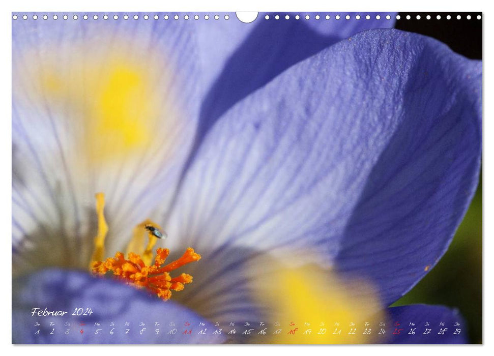 La magie des fleurs dans mon jardin (Calendrier mural CALVENDO 2024) 