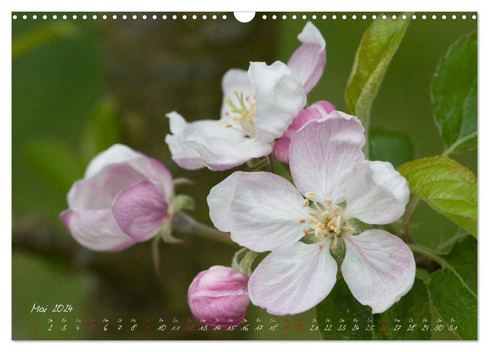 La magie des fleurs dans mon jardin (Calendrier mural CALVENDO 2024) 