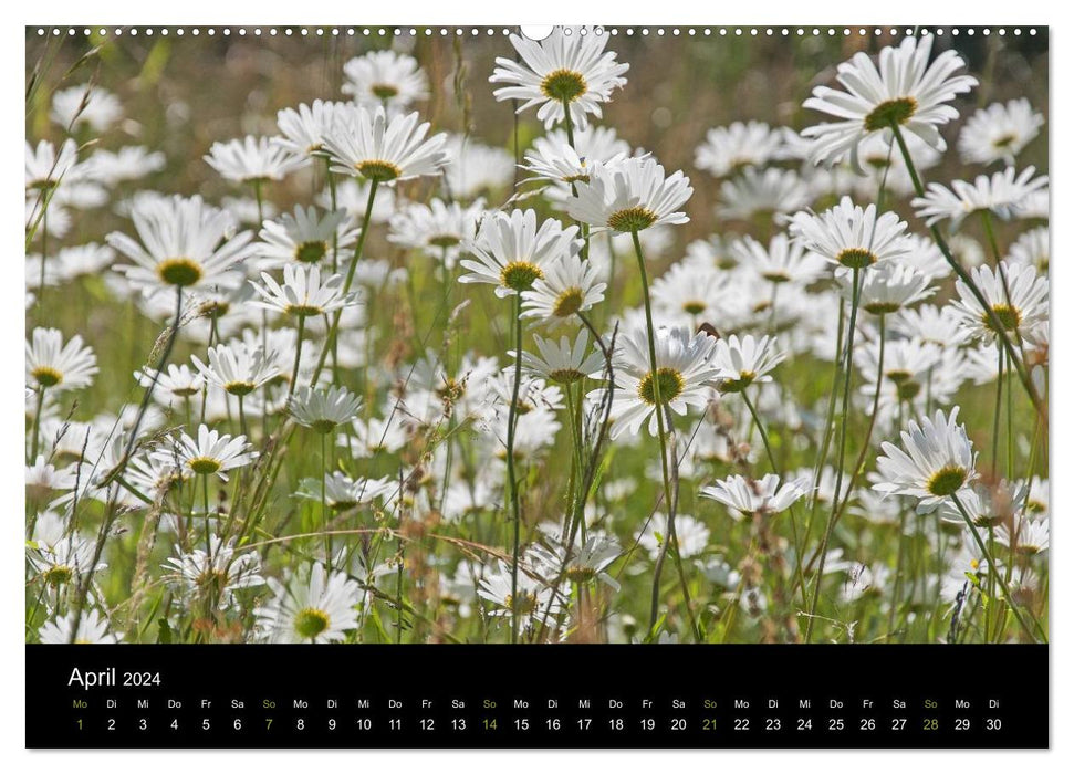 Südschweden (CALVENDO Premium Wandkalender 2024)