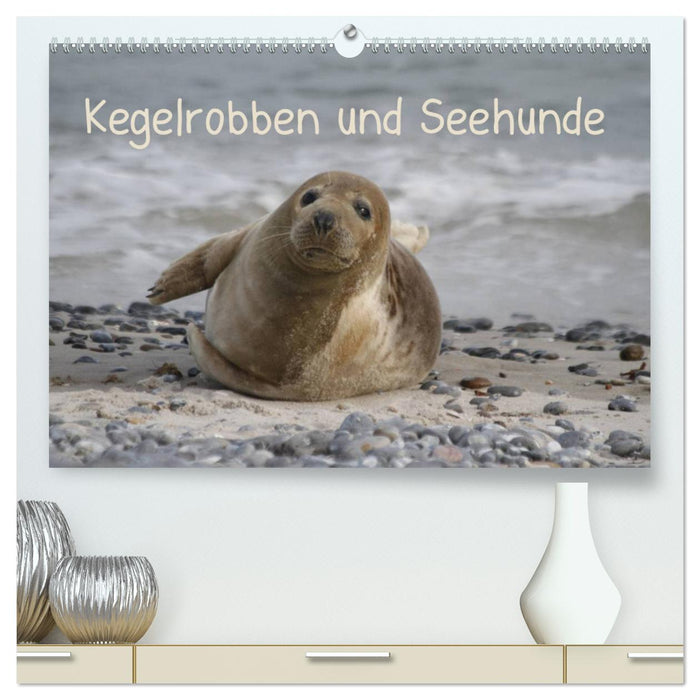 Kegelrobben und Seehunde (CALVENDO Premium Wandkalender 2024)