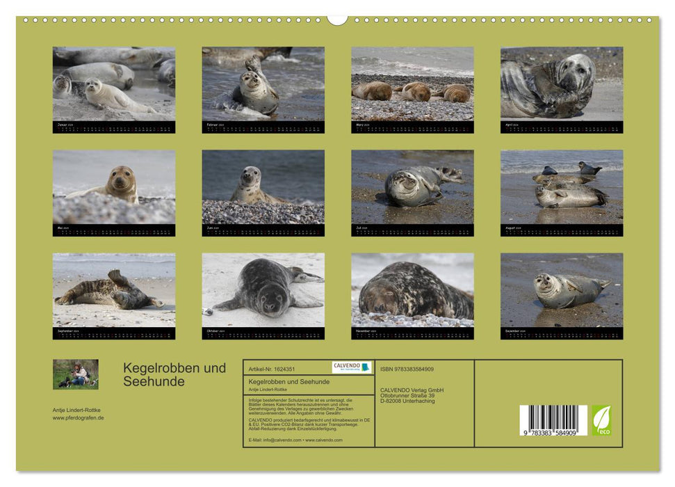 Kegelrobben und Seehunde (CALVENDO Premium Wandkalender 2024)