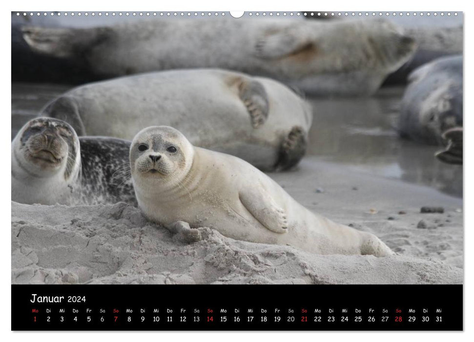 Kegelrobben und Seehunde (CALVENDO Premium Wandkalender 2024)