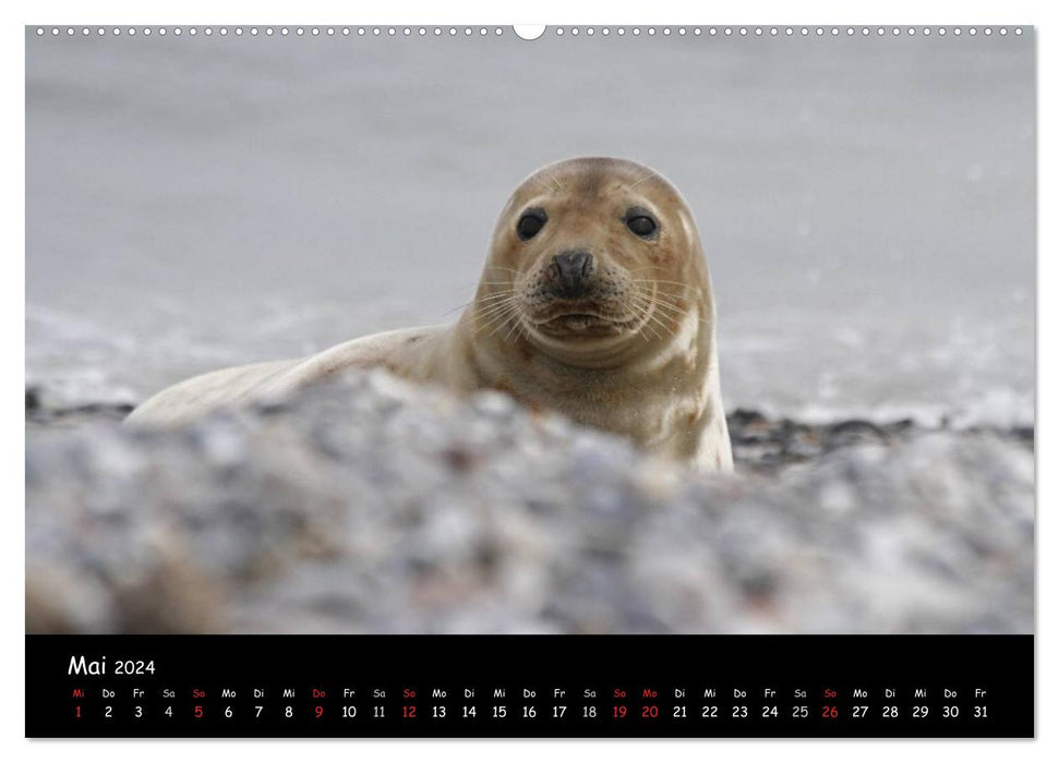 Kegelrobben und Seehunde (CALVENDO Premium Wandkalender 2024)