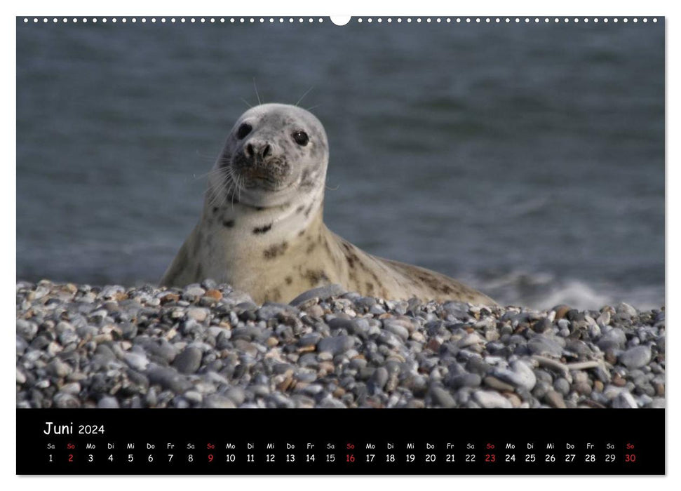 Kegelrobben und Seehunde (CALVENDO Premium Wandkalender 2024)