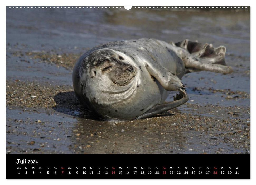 Kegelrobben und Seehunde (CALVENDO Premium Wandkalender 2024)