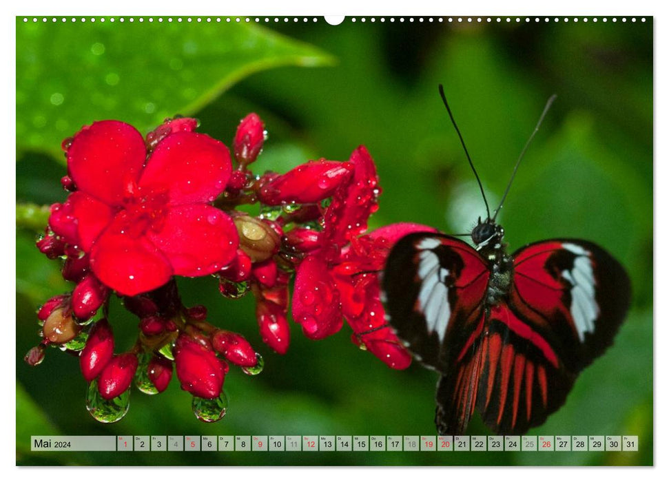 Schmetterlinge - zarte Geschöpfe der Natur (CALVENDO Premium Wandkalender 2024)