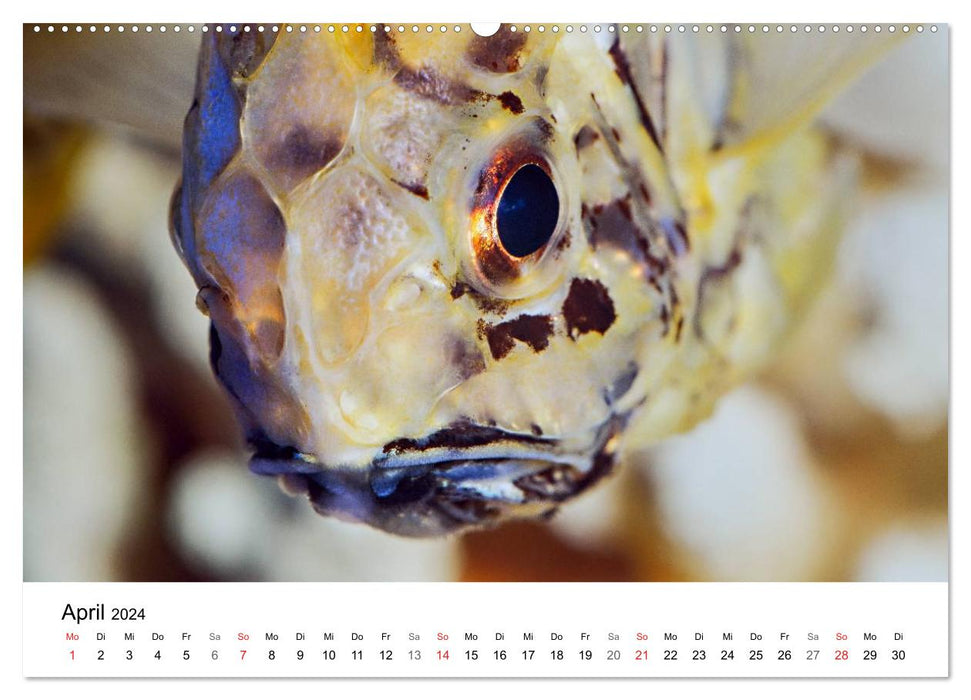 Fischzauber - Wundervolle Aquarienfische (CALVENDO Premium Wandkalender 2024)