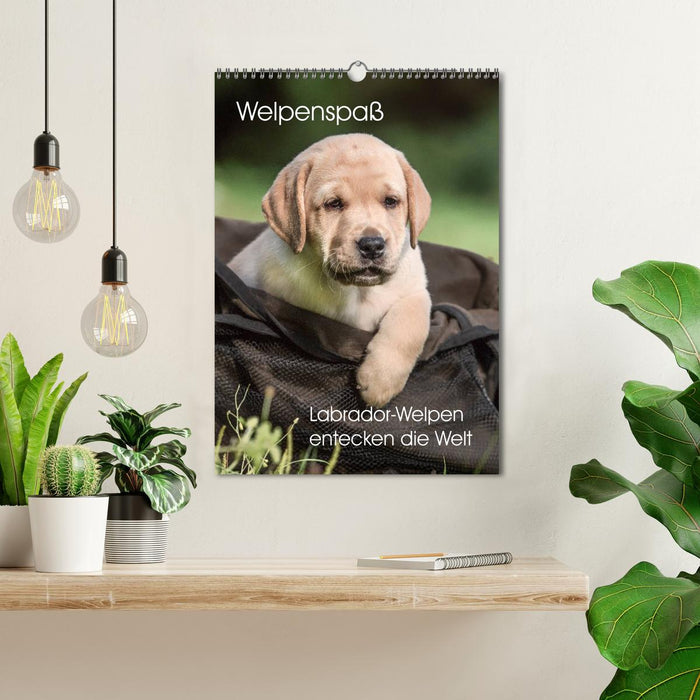 Welpenspaß - Labrador Welpen entdecken die Welt (CALVENDO Wandkalender 2024)