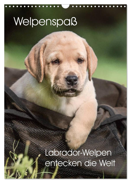 Welpenspaß - Labrador Welpen entdecken die Welt (CALVENDO Wandkalender 2024)