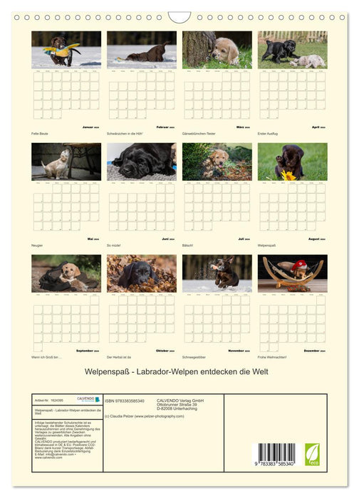 Welpenspaß - Labrador Welpen entdecken die Welt (CALVENDO Wandkalender 2024)