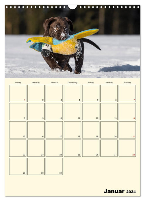 Welpenspaß - Labrador Welpen entdecken die Welt (CALVENDO Wandkalender 2024)