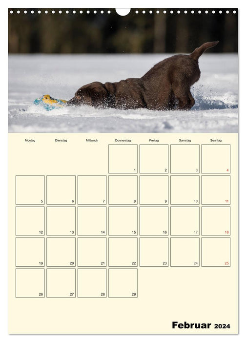 Welpenspaß - Labrador Welpen entdecken die Welt (CALVENDO Wandkalender 2024)