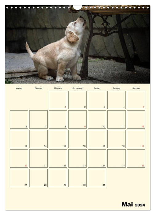 Welpenspaß - Labrador Welpen entdecken die Welt (CALVENDO Wandkalender 2024)