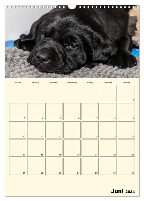 Welpenspaß - Labrador Welpen entdecken die Welt (CALVENDO Wandkalender 2024)