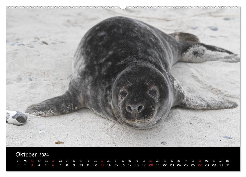 Kegelrobben und Seehunde (CALVENDO Wandkalender 2024)