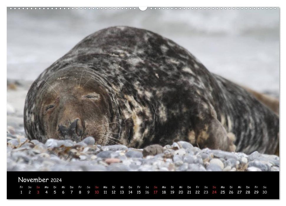 Gray seals and harbor seals (CALVENDO wall calendar 2024) 