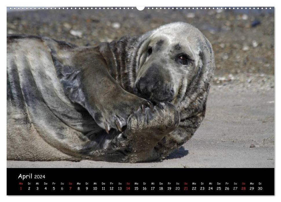 Kegelrobben und Seehunde (CALVENDO Wandkalender 2024)