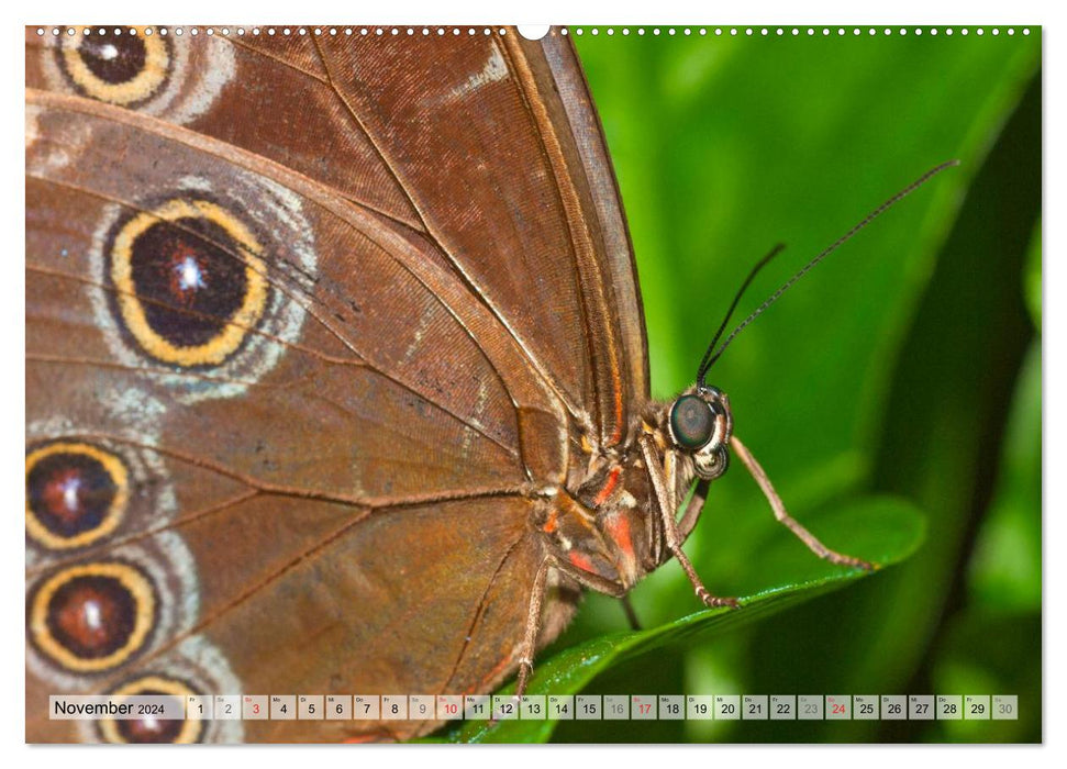 Butterflies - delicate creatures of nature (CALVENDO wall calendar 2024) 