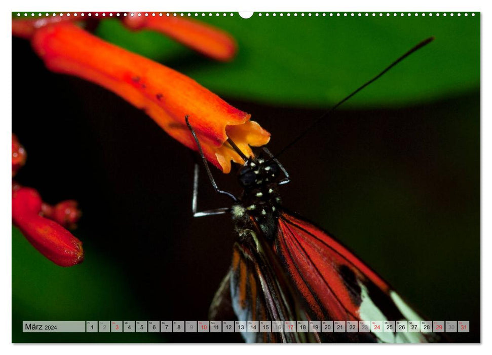 Schmetterlinge - zarte Geschöpfe der Natur (CALVENDO Wandkalender 2024)