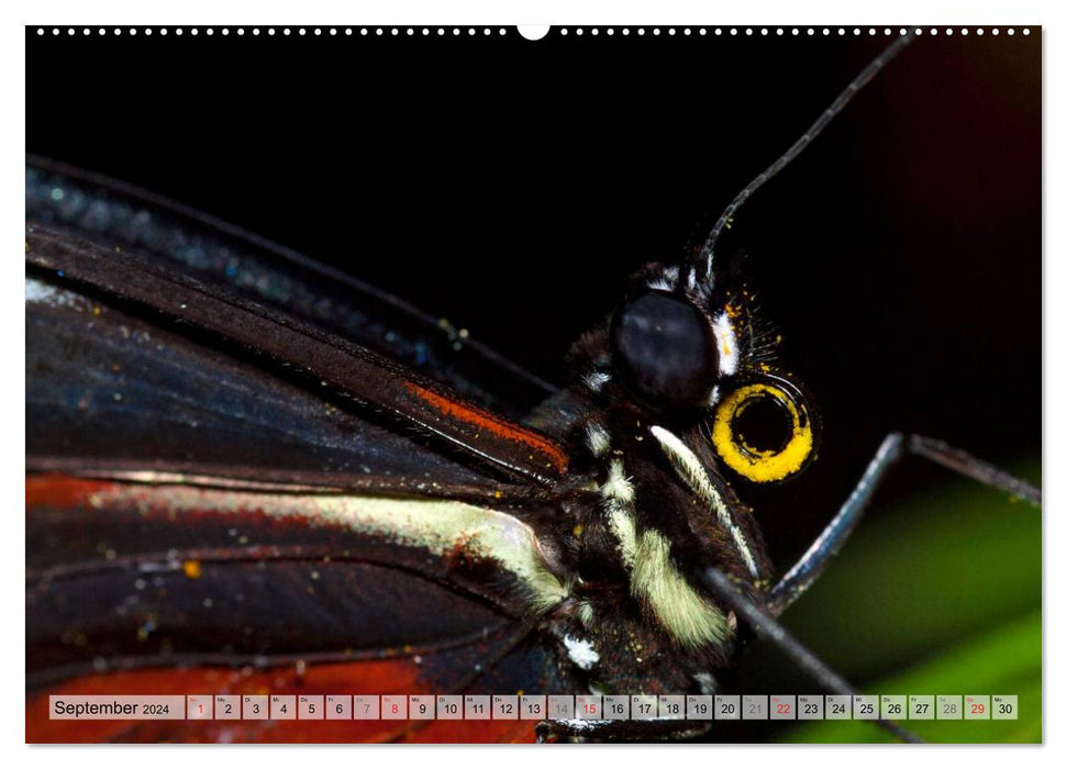 Schmetterlinge - zarte Geschöpfe der Natur (CALVENDO Wandkalender 2024)