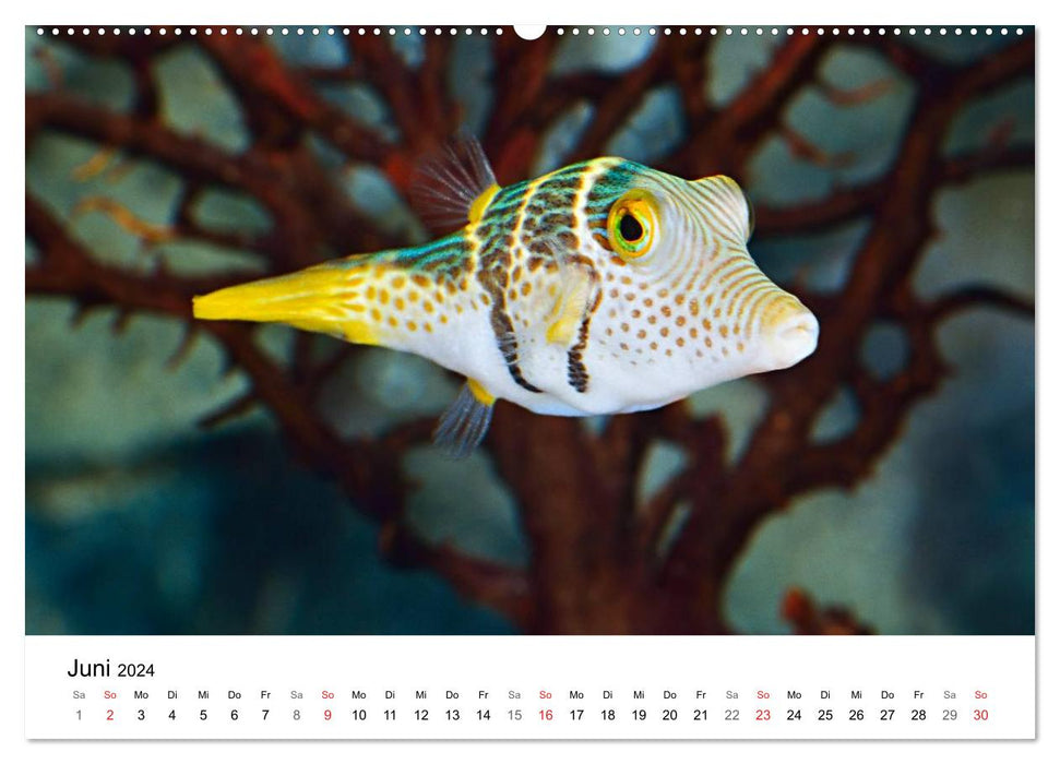 Fischzauber - Wundervolle Aquarienfische (CALVENDO Wandkalender 2024)