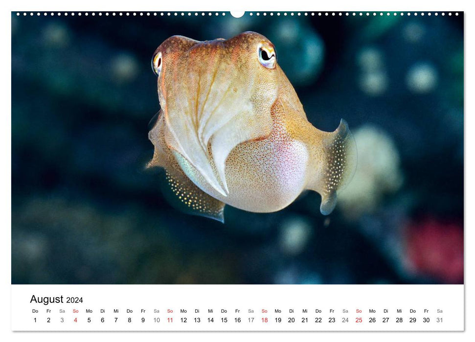 Fischzauber - Wundervolle Aquarienfische (CALVENDO Wandkalender 2024)