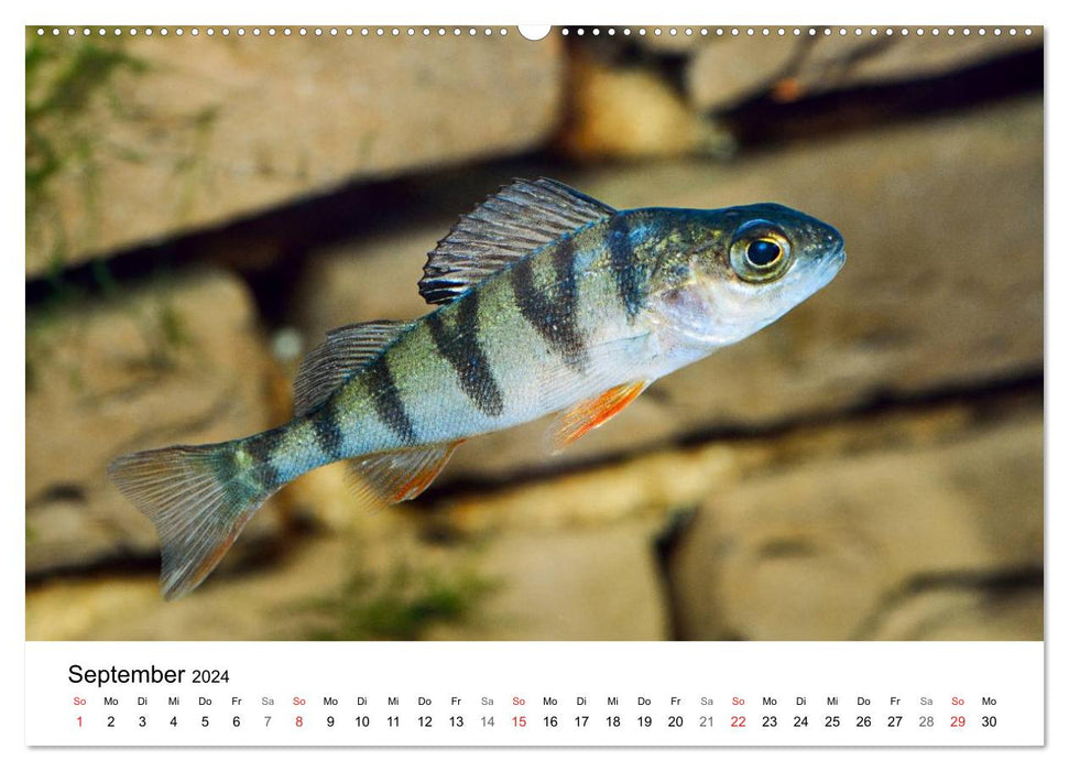 Fischzauber - Wundervolle Aquarienfische (CALVENDO Wandkalender 2024)