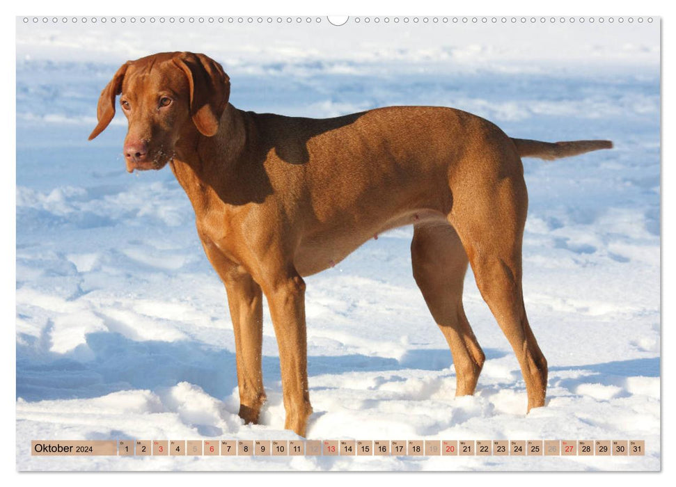 Magyar Vizsla - versatile hunting dog with a family connection (CALVENDO Premium Wall Calendar 2024) 