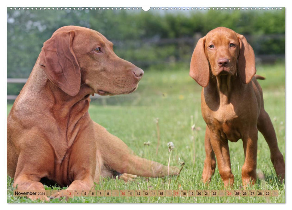 Magyar Vizsla - Vielseitiger Jagdhund mit Familienanschluss (CALVENDO Premium Wandkalender 2024)