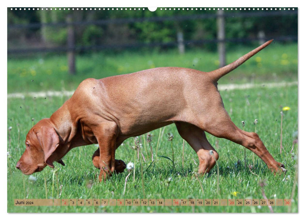 Magyar Vizsla - versatile hunting dog with a family connection (CALVENDO Premium Wall Calendar 2024) 